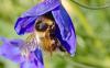 Bombus sp.